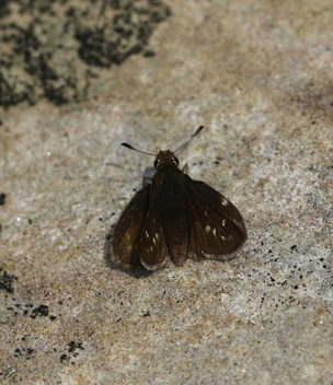 Cobweb Skipper
female